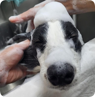 毛寓所寵物美容環境-舒適不關籠空間