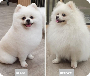 專業寵物美容師進行毛髮整理